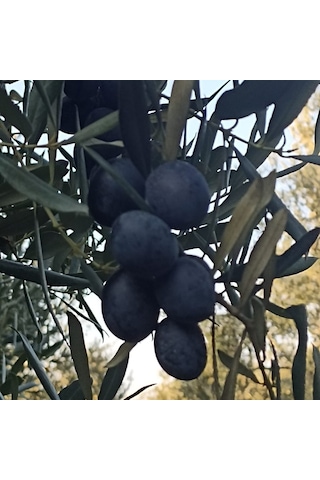 Gemlik Sofralık Siyah Zeytin S 9kg