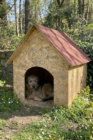 Reyo Köpek Kulübesi Büyük Boy Osb Xl Kırmızı Çatılı100x100x78 Cm