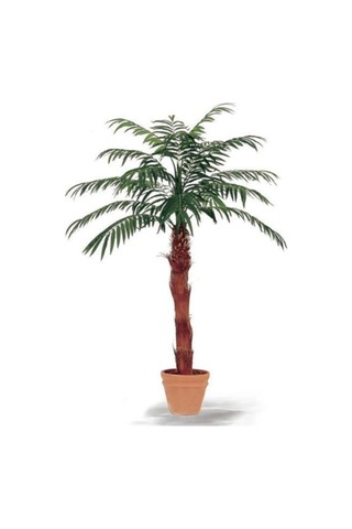 Washingtonia Robusta Palmiye Ağacı Tohumu 3 Adet Tohum