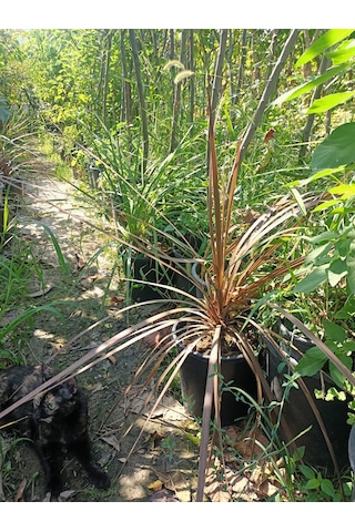 Yeşil Deniz Fidancılık Dracena Bitkisi 40-70 Cm