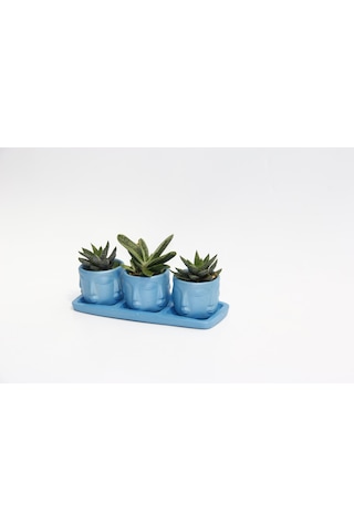 Trio Mavi Adler Sukulent Seti - Haworthia Pumila. Gasteria