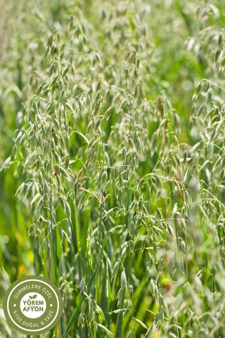 Yörem Afyon Meşhur Yalova Gölgede Kurutulmuş Yeni Mahsul Yüksek Lifli Yulaf Samanı, Avena 35gr.
