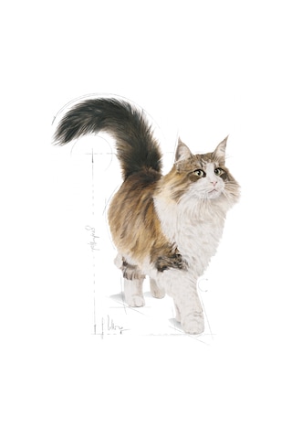 Royal Canin Instinctive Gravy Pouch Yetişkin Kedi Yaş Maması 12 x 85 G