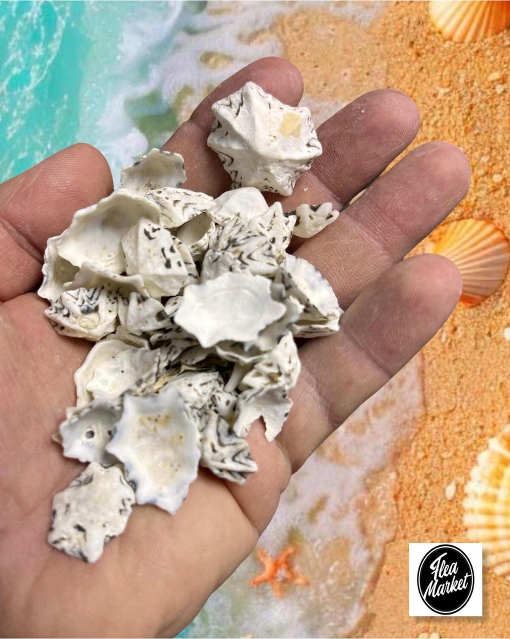 Gerçek Deniz Kabuğu - 50 Gr