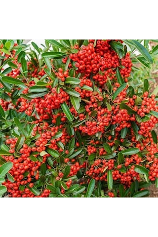 "tüplü Kırmızı Bodur Ateş Dikeni - Dinamizm Katın