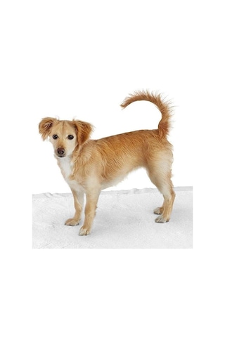 Kedi Köpek Tuvalet Eğitim Çiş Pedi 60 x 90 CM 30'lu