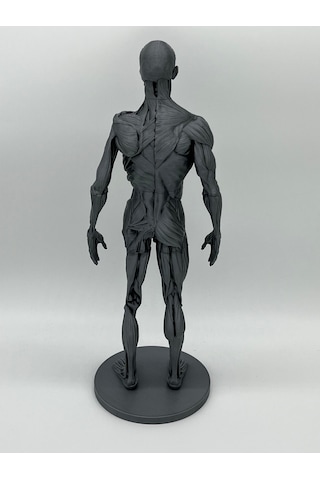 İnsan Anatomisi Erkek - Kas Ve Kemik Detaylar - 35 Cm