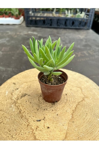 Sukulent Senecio Ficoides - Saksı Hediyeli