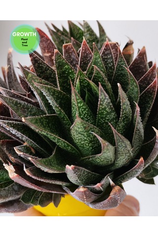 Gasteria Flow Group 1 Adet