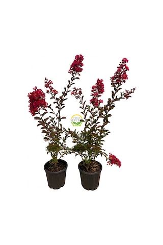 Kırmızı Renk Oya Ağacı Fidanı 'lagerstroemia İndica'