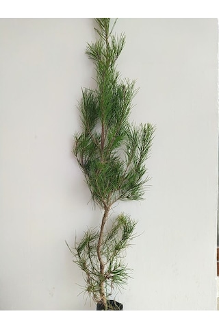 Fidan Kızıl Çam Fidanı 80 -100 Cm Boy 1 Adet