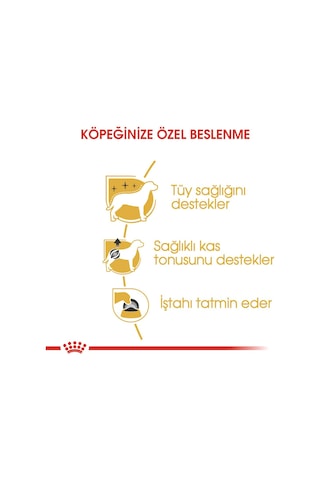 Royal Canin Poodle Yetişkin Pouch Yaş Köpek Maması 12 x 85 G