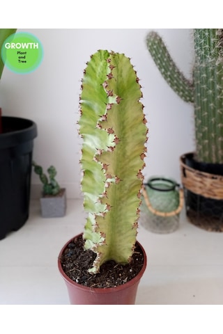 Euphorbia Ammak Kaktüs Ingens Variegata 1 Adet