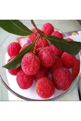 Bahçevilya 2 Adet Koca Yemiş Fidanı Arbutus Unedo