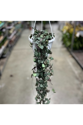 Ceropegia Woodii Kalp Kalbe Karşı Çiçeği Ø14 Cm Y25-30 Cm