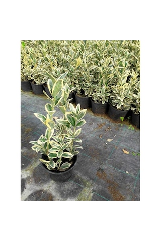 Taflan Brvo 30-50 Cm