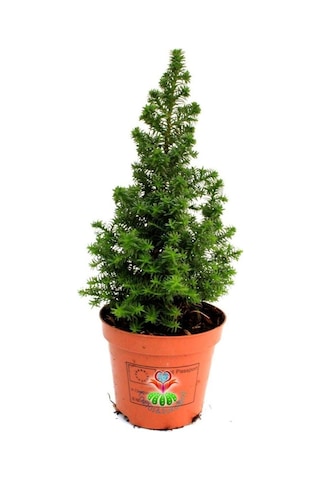 Videolu Chamaecypans Mini Çam Ağacı, Elwoodi Yılbaşı Ağacı 35-45 Cm Saksıda İran Çamı