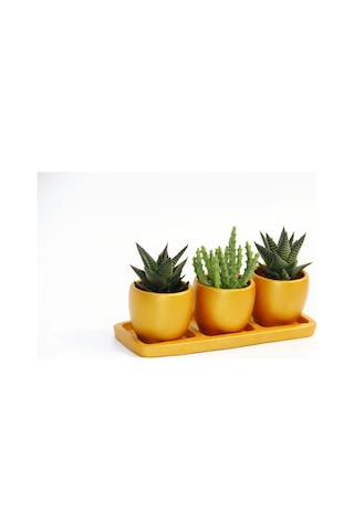 Trio Orange Sukulent Seti - Haworthia. Huernia