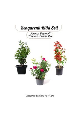 Ağaç Şakayığı -filbahri +kokulu Isparta Gülü+ Kırmızı Renk Begonvil Çiçeği