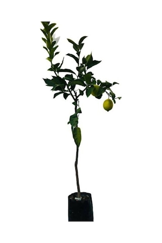 Tüplü Yediveren Limon Fidanı 2 Yaş Aşılı 90-150 Cm Bol Verimli