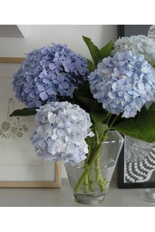 2 Yaşında Ortanca Çiçeği Hydrangea Spp. Fidanı - Bahçeniz İçin