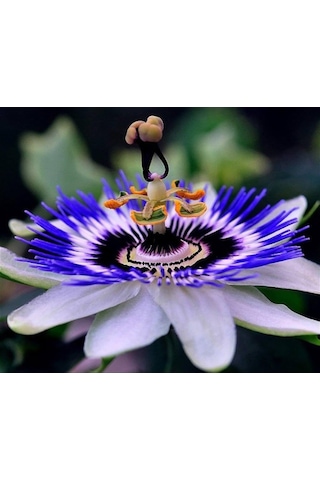 Passiflora Çiçeği Tohumu 5+ Tohum Çarkıfelek Çiçeği Tohumları Saksı Ve Bahçe Yetiştiriciliğine Uygu Diğer