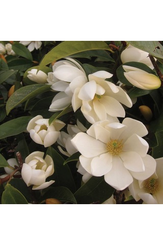 Saksılı Manolya Çiçeği - Her Mevsim Açan Güzellik