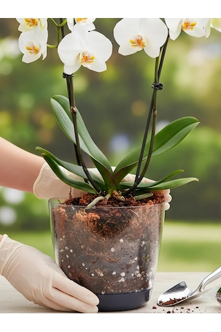 Saburg Orkide Saksısı Çiçek Saksısı Şeffaf 1,5 Litre Set 74784764