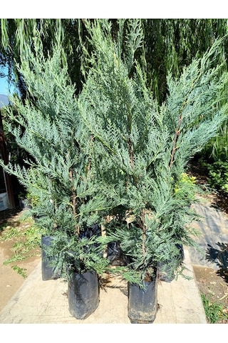 10 Adet Leylandi Siyah Tüp Torbada Ortalama 80 Cm Çit Çamı