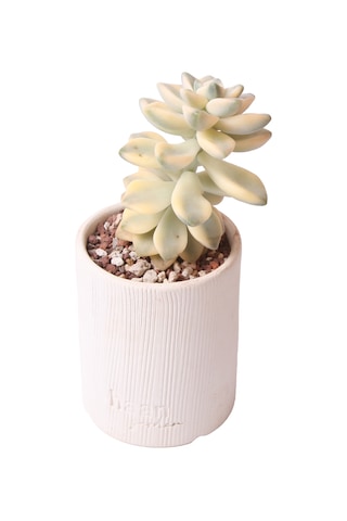 Echeveria Apricoat Beauty - Sukulent Haangarden