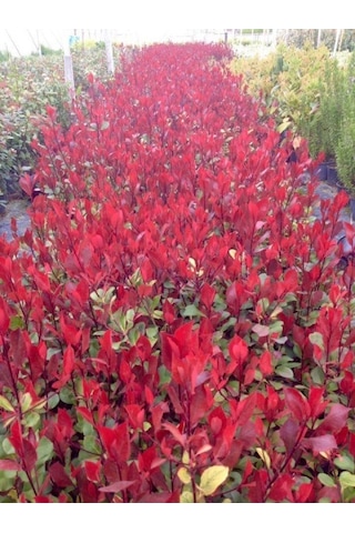Bodur Alev Çalısı Photinia Red Nana 5 Adet