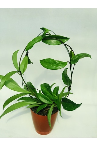 Hoya Pink 20-30 Cm Kokulu Mum Çiçeği Bitkisi Koleksiyon Serisi