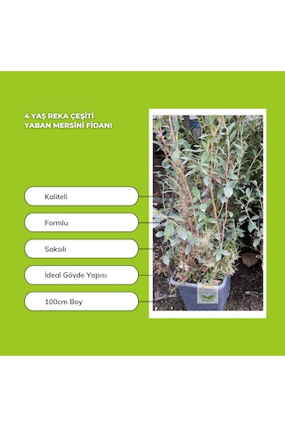 4 Yaş Reka Çeşiti Yaban Mersini Fidanı