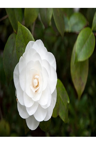 3'lü Beyaz Kamelya Çiçeği Fidanı 30-60 Cm Tüplü Çiçekli Bodur Bitkiler Camellia Flower Diğer