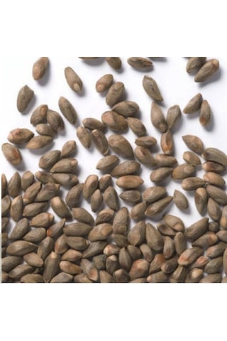 Çit Mazı Tohumu 1000 Adet Mazı Tohumu Çit Mazı Tohumları