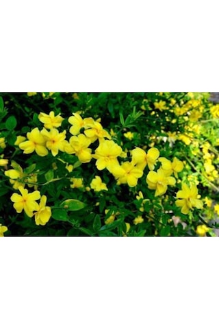 Serada Decor Plant Sarı Yasemin Çiçeği Fıdanı 70 Cm Saksılı Dış Mekan Bitkisi