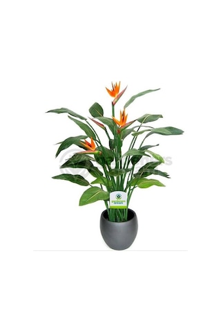 Cennet Kuşu Çiçeği Tohumu Ekim Seti 2 Tohum +Saksı+Toprak+