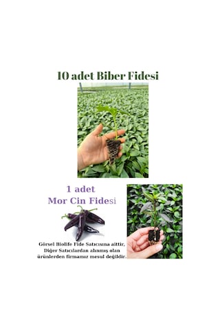Tatlı Sivri Biber Fidesi Yerli Tohum 10 Adet, Mor Cin Biber Fidesi 1 Adet