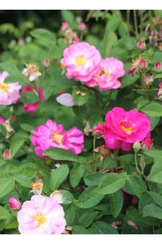 Dikensiz Isparta Gülü Yenilebilir Fidan 1-2 Y...