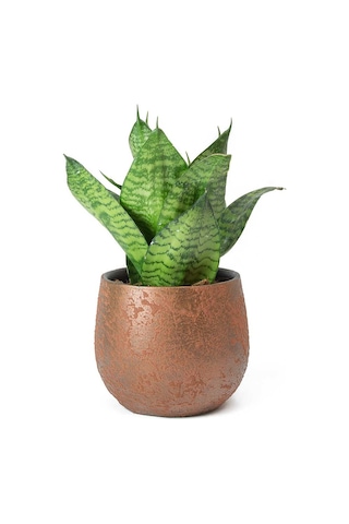 Yeşil Paşa Kılıcı – Sansevieria Hahnii 2 Adet
