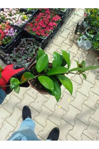 Saksılı Mum Çiçeği Fidanı Hoya Carnosa Tri Colour 3 Renkli