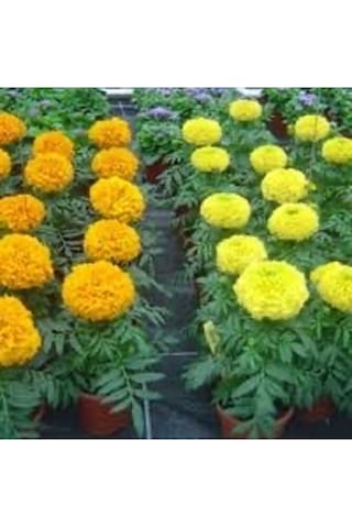5 Adet Kadife Çicegi Fidesi 15-30cm Dikime Hazir Sari Ve Turuncu