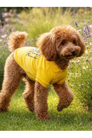 Miniş Yellow-black Küçük Irk Köpek Pike Kumaş Polo T-shirt-21583