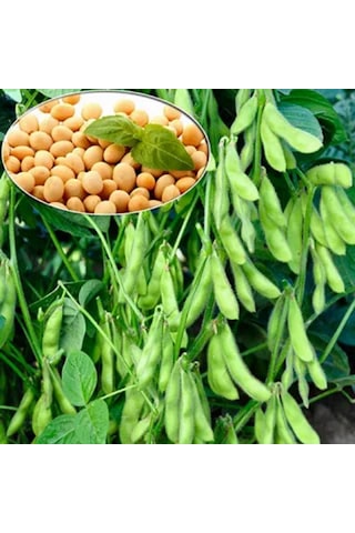 Yerli Doğal Soya Fasulyesi Tohumu 50 Adet Tohum