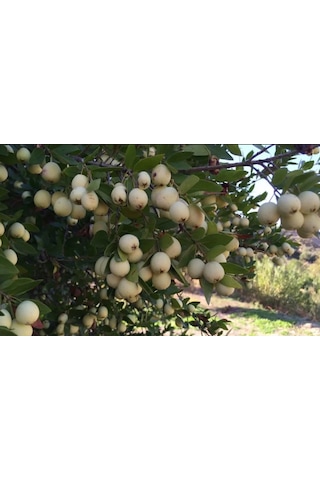 Hambeles Murt Beyaz+siyah 2 Adet