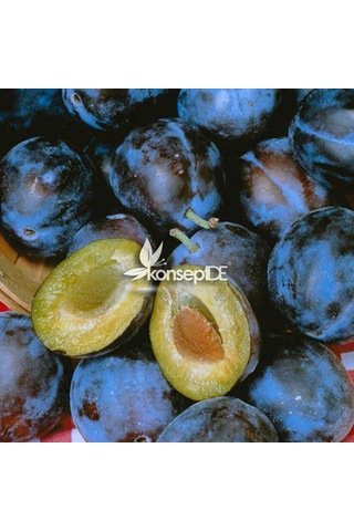 Erik Stanley Birton Fidanı