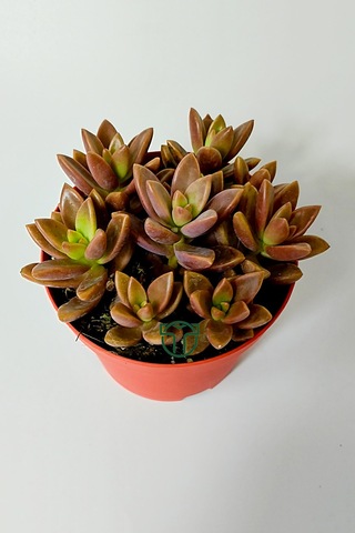 Graptosedum California Sunset Çabuk Çoğalan Hızlı Yayılan Sukulen