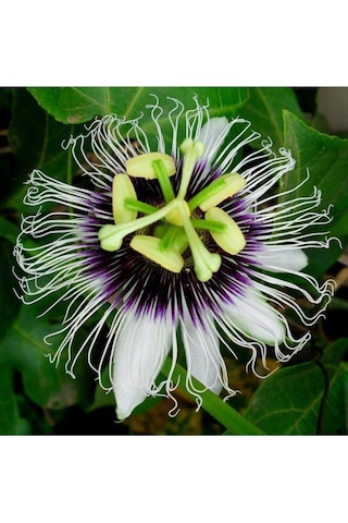 Passiflora Çiçeği Tohumu Çarkıfelek Çiçeği Thumu 10 Adet Tohum