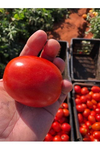 İtalyan Rio GRande Domates Tohumu