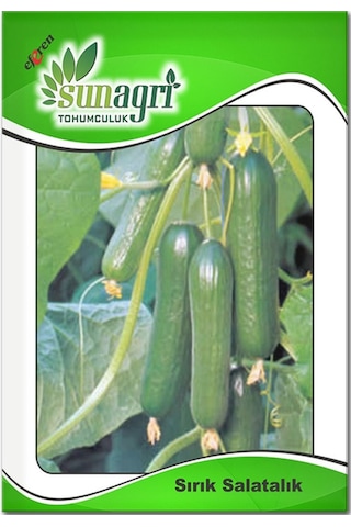 Sırık Salatalık Tohumu